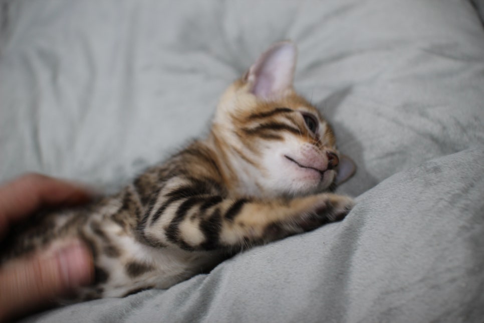 애교냥이 순둥이 분양해요~ 관련 이미지 8