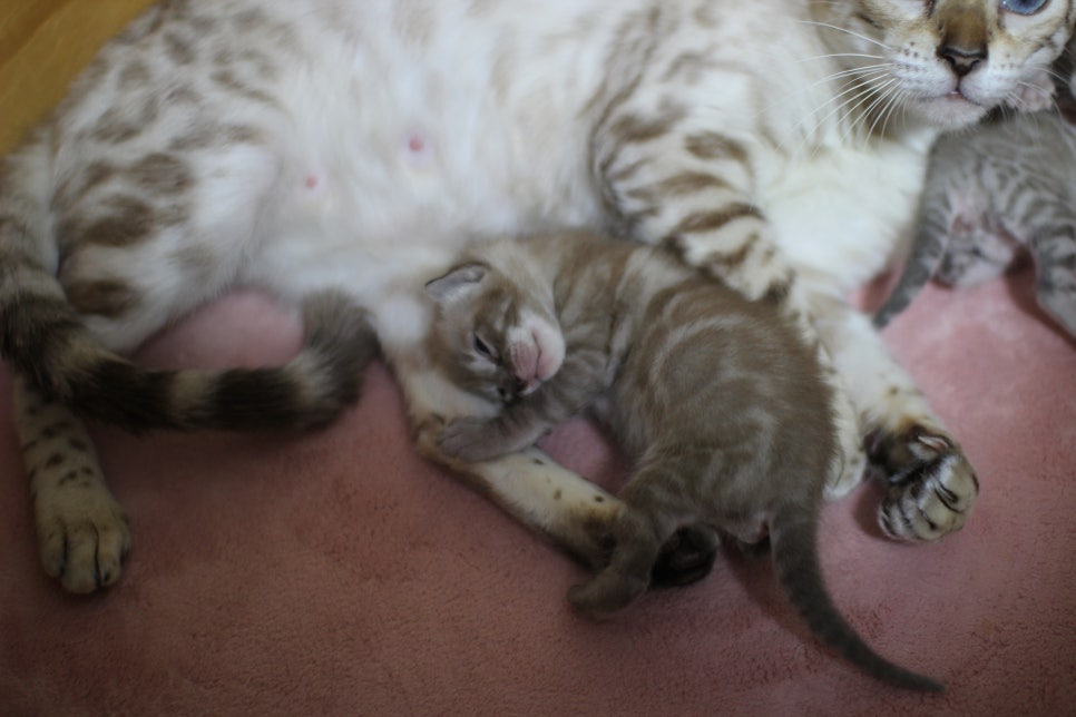 밍크차콜 뱅갈고양이 꼬물이에 사랑스러운 모습~ 관련 이미지 1