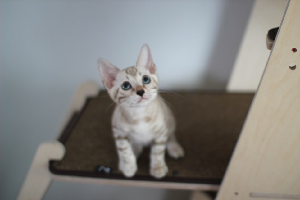 요정같이 생긴 실밍크뱅갈고양이 여아 분양해요~ 관련 이미지 7