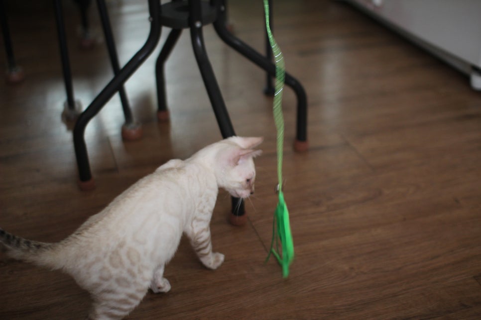 스노우뱅갈고양이 덩치 큰 남아에요~ 관련 이미지 6