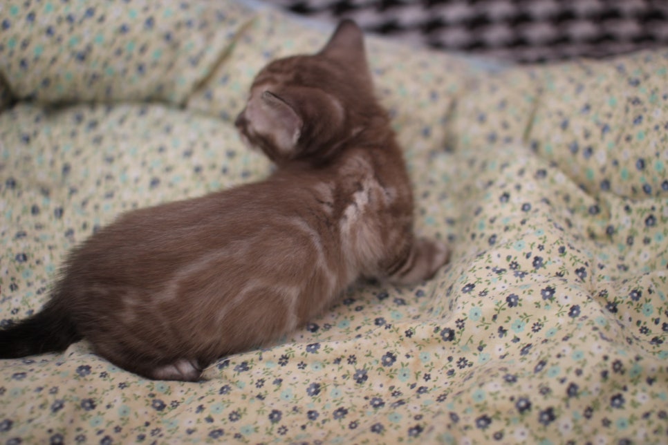 뱅갈고양이 꼬맹이들 앙증,깜찍~ 관련 이미지 5