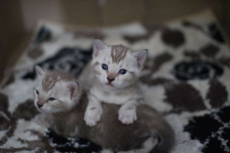 스노우 밍크 뱅갈고양이 추가 사진~ 관련 이미지 1
