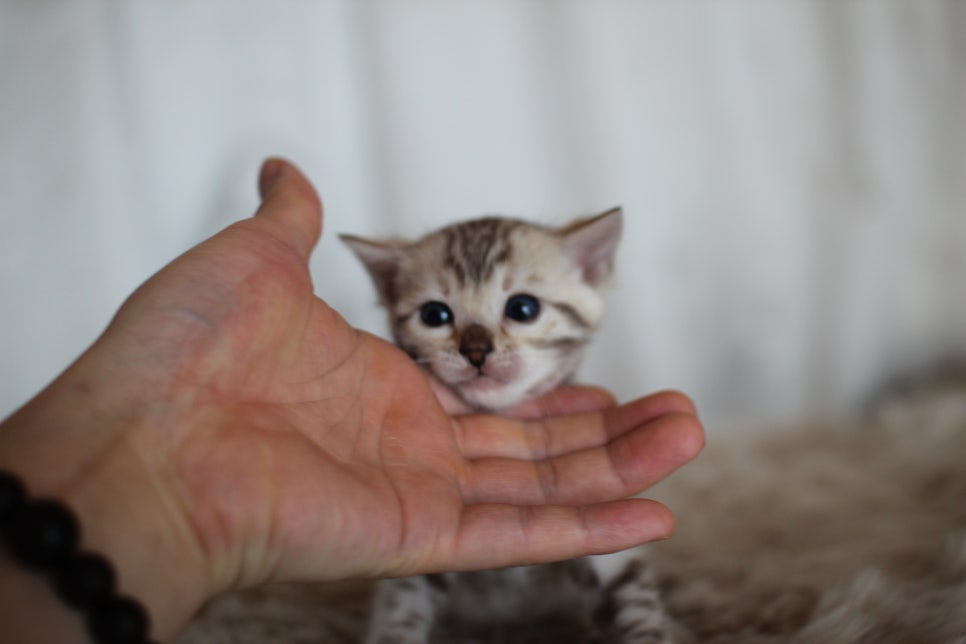 스노우뱅갈고양이 분양 오늘 빠져들어 볼까요? 관련 이미지 17