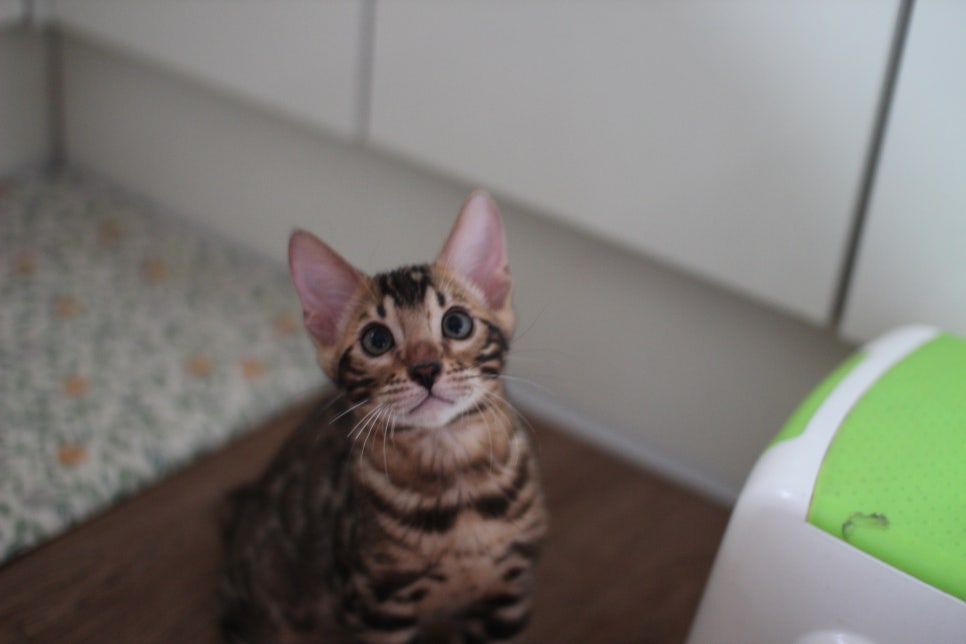 뱅갈고양이 강아지들 등장이요~~ 관련 이미지 10