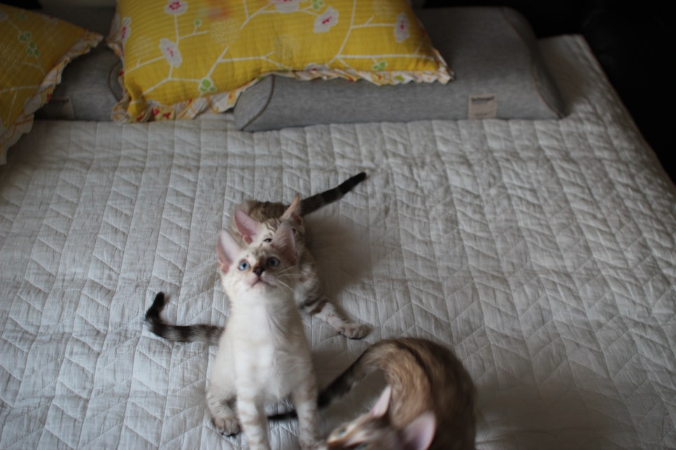 스노우뱅갈고양이 삼총사~ 관련 이미지 2