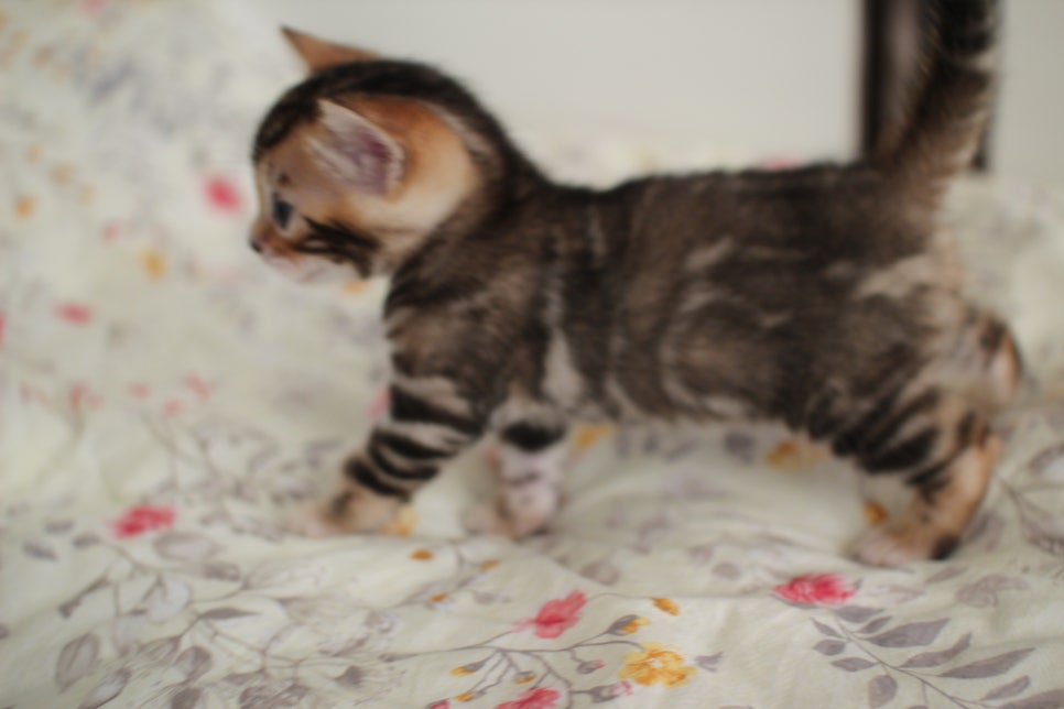 뱅갈고양이 꼬맹이 하루하루 쑥쑥 멋지게 성장중~ 관련 이미지 19