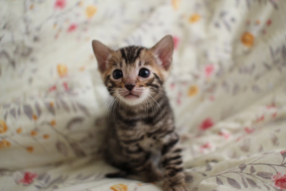 순둥이 개냥이 뱅갈고양이 남아 분양해요~ 관련 이미지 1