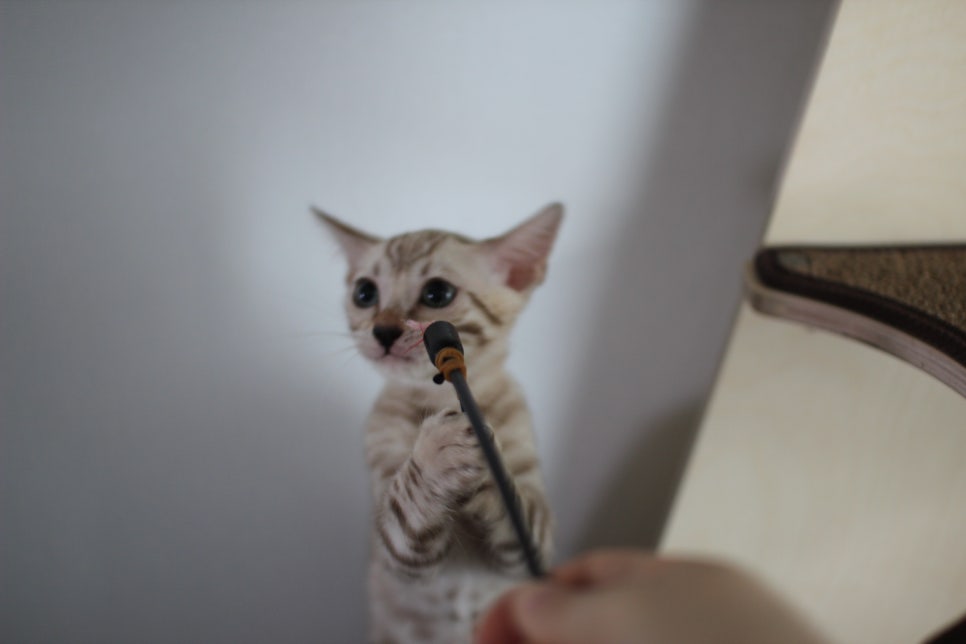 요정같이 생긴 실밍크뱅갈고양이 여아 분양해요~ 관련 이미지 10