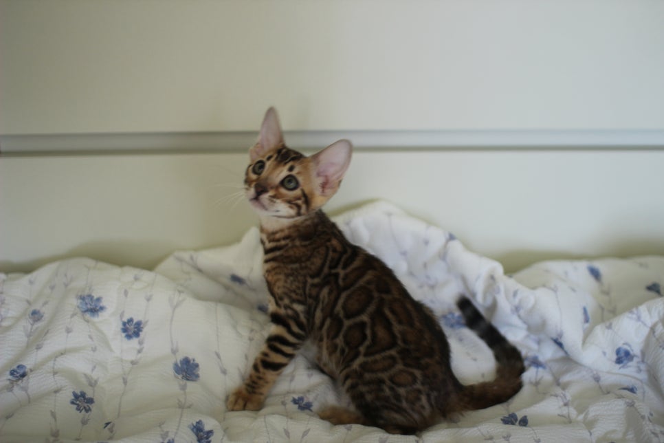 브라운 뱅갈고양이 자매 분양합니다~ 관련 이미지 17