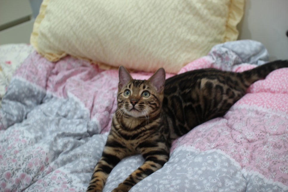 성격 좋고 건강미 넘치는 뱅갈고양이 남아 분양해요~ 관련 이미지 5