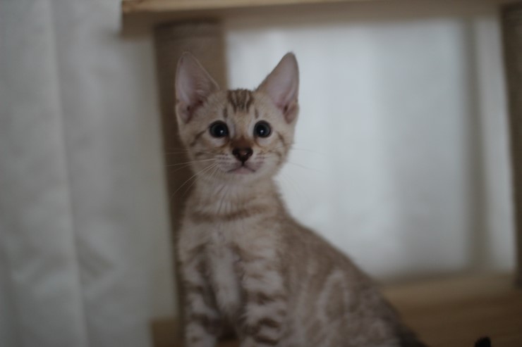 실밍크 뱅갈고양이 분양 남아 두아이 소개 합니다 관련 이미지 2