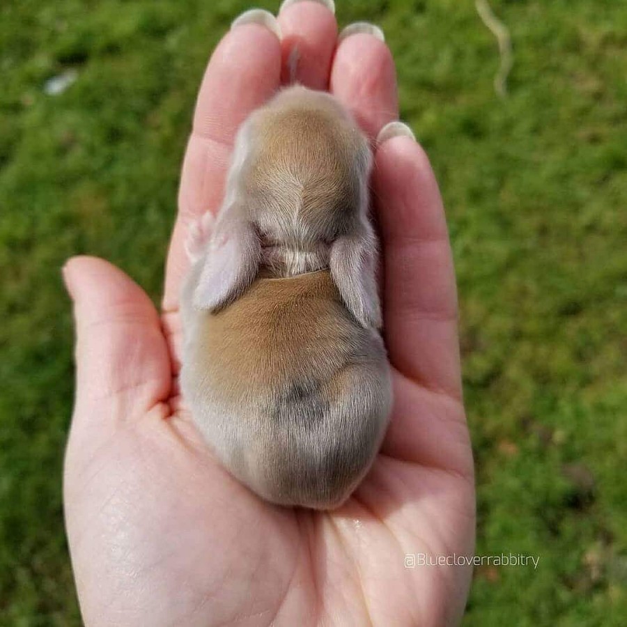 해외 귀여운 아가 토끼들~ 관련 이미지 4