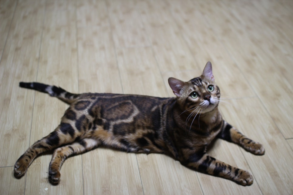 뱅갈고양이 블랙홀 강아지야 고양이야? ^^ 관련 이미지 2