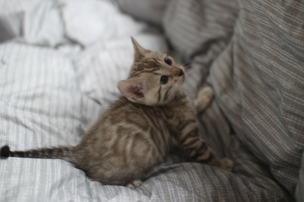 포동포동 귀여운 돼지 실밍크뱅갈고양이 여아예요~ 관련 이미지 5