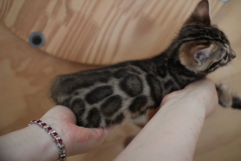 왕눈이 초미묘 브라운뱅갈고양이 여아에요~ 관련 이미지 4