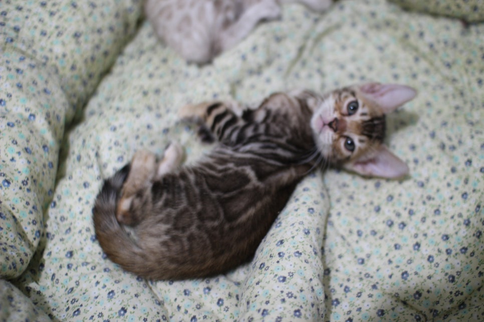 브라운 뱅갈고양이 여아 분양해요~ 관련 이미지 3