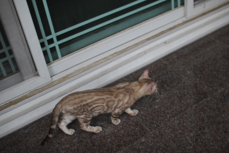 실밍크 뱅갈고양이 남아 킹 입니다~ 관련 이미지 5