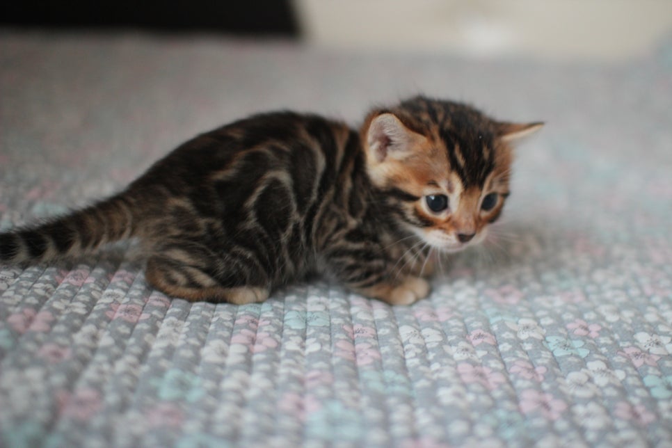 뱅갈고양이분양 동화속에 나오는 아이들! 관련 이미지 24