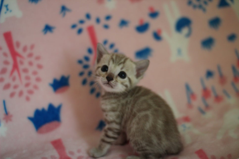 스노우뱅갈고양이 분양은 소유가 최고지! 관련 이미지 19