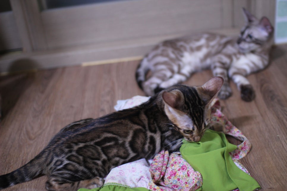 개냥이 뱅갈고양이들 분양합니다~ 관련 이미지 14