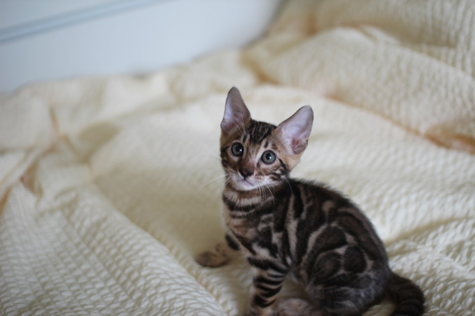 브라운 뱅갈고양이 남아1 분양해요~ 관련 이미지 6