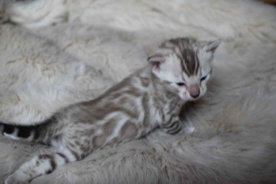 뱅갈고양이 분양은 순수혈통에 아이로 입양하세요~ 관련 이미지 9