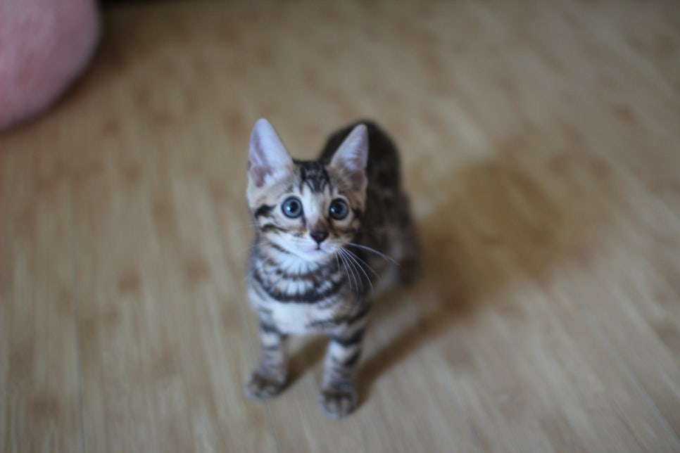 뱅갈고양이 실밍크,브라운 여아예요~ 관련 이미지 4