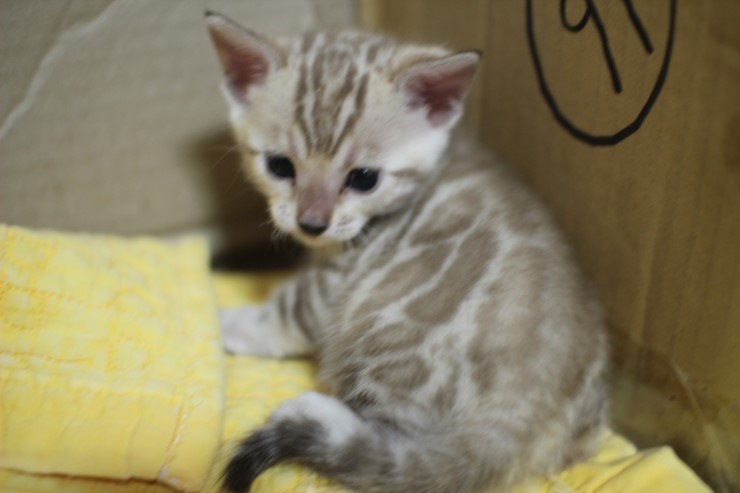 스노우 밍크 뱅갈고양이 남아예요~ 관련 이미지 15