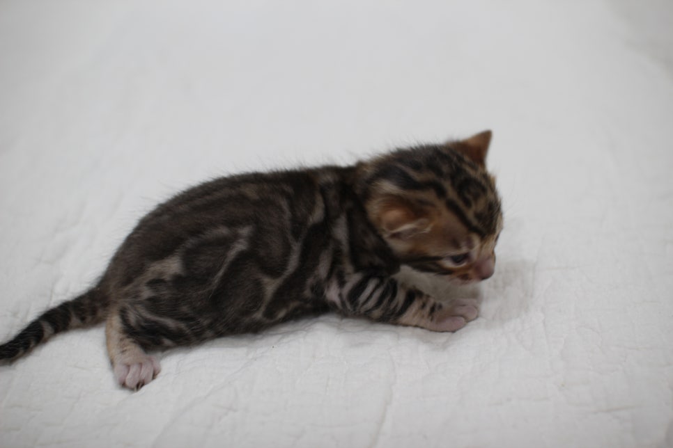 빅로젯이 이쁜 브라운 뱅갈고양이 꼬맹이 남아예요~ 관련 이미지 4