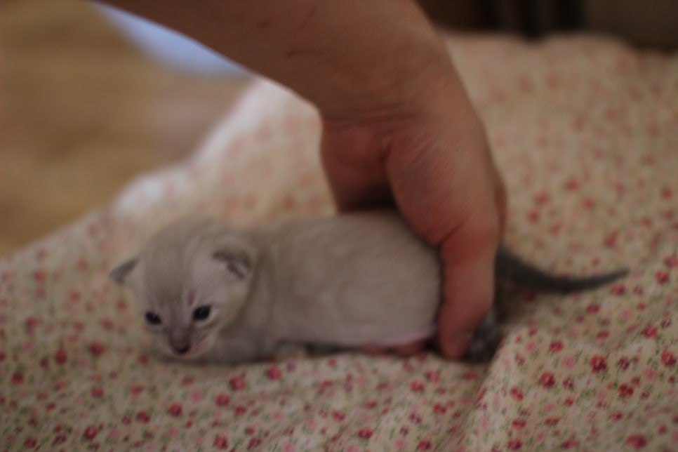 링스차콜 뱅갈고양이 남아 분양합니다~ 관련 이미지 3
