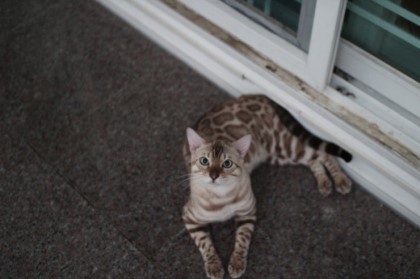 실밍크 뱅갈고양이 성묘 사진 입니다~ 관련 이미지 1