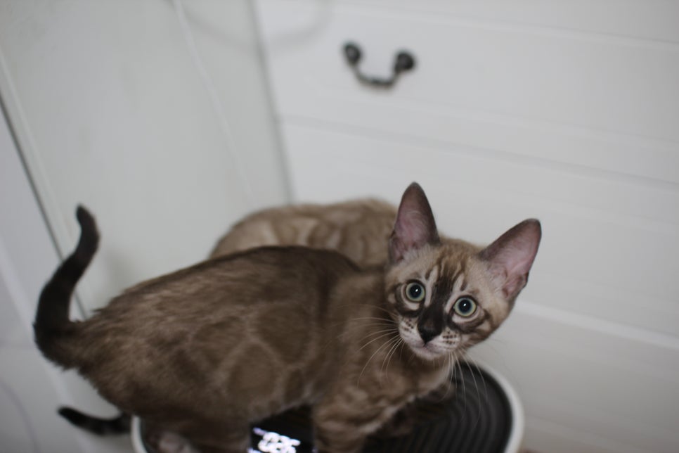 스노우뱅갈고양이 삼총사~ 관련 이미지 12