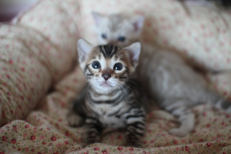 뱅갈고양이 꼬맹이들 사진전 ㅎㅎ 관련 이미지 10