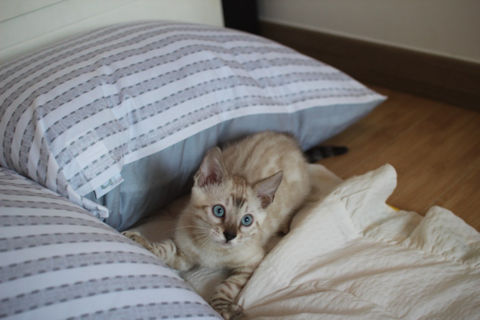 스노우뱅갈고양이 남아 재롱잔치 ㅎㅎ 관련 이미지 3