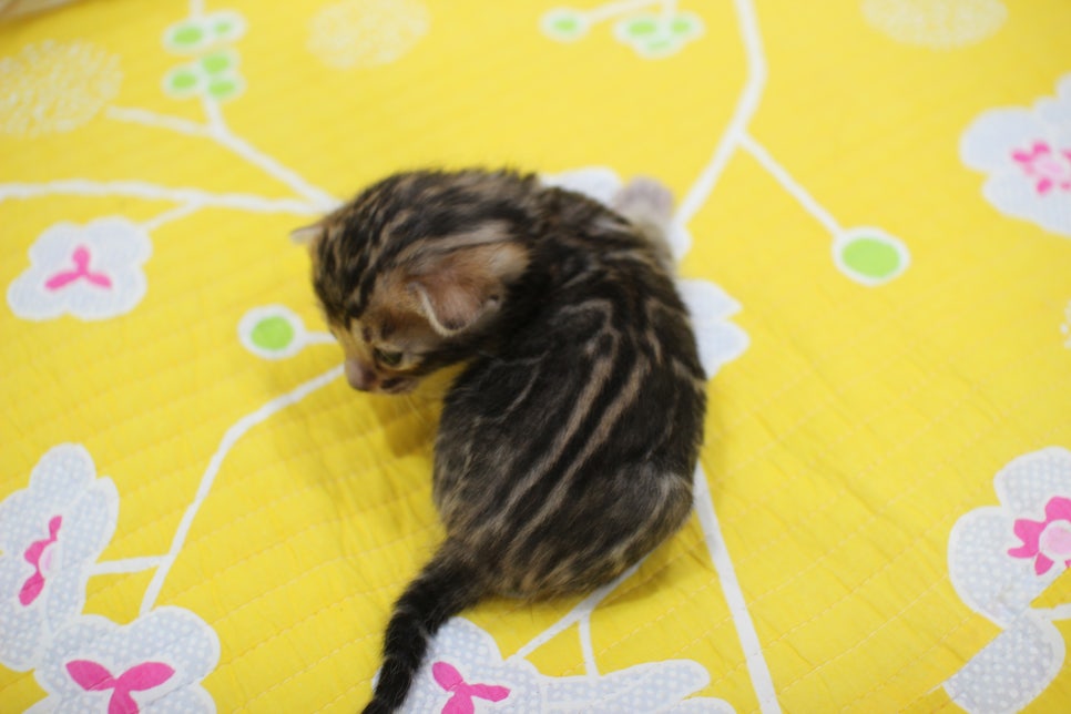 꽉찬 빅로젯이 멋진 브라운 뱅갈고양이 여아예요~ 관련 이미지 5