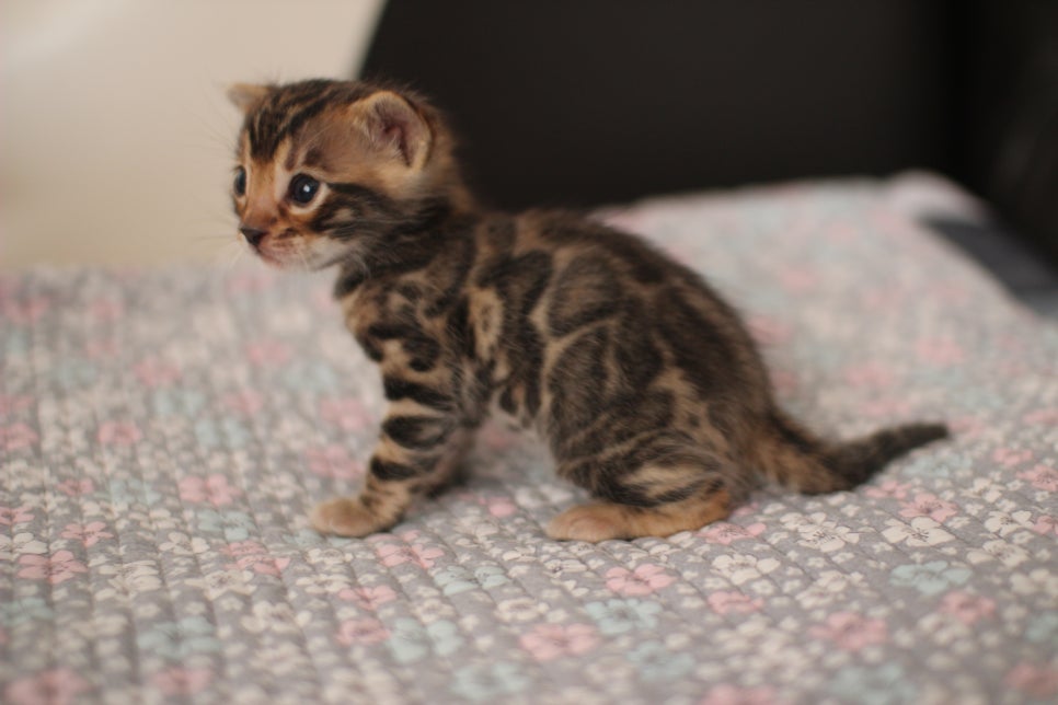 아기 뱅갈고양이 너무나 이쁜 아이~ 관련 이미지 3