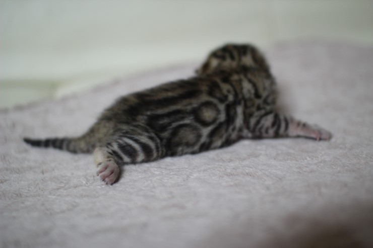 뱅갈고양이 실버랑 브라운 꼬물이 관련 이미지 14