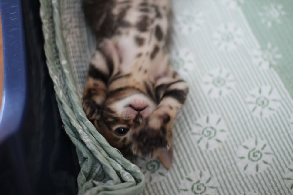 재롱둥이 뱅갈고양이 남아~ 관련 이미지 1