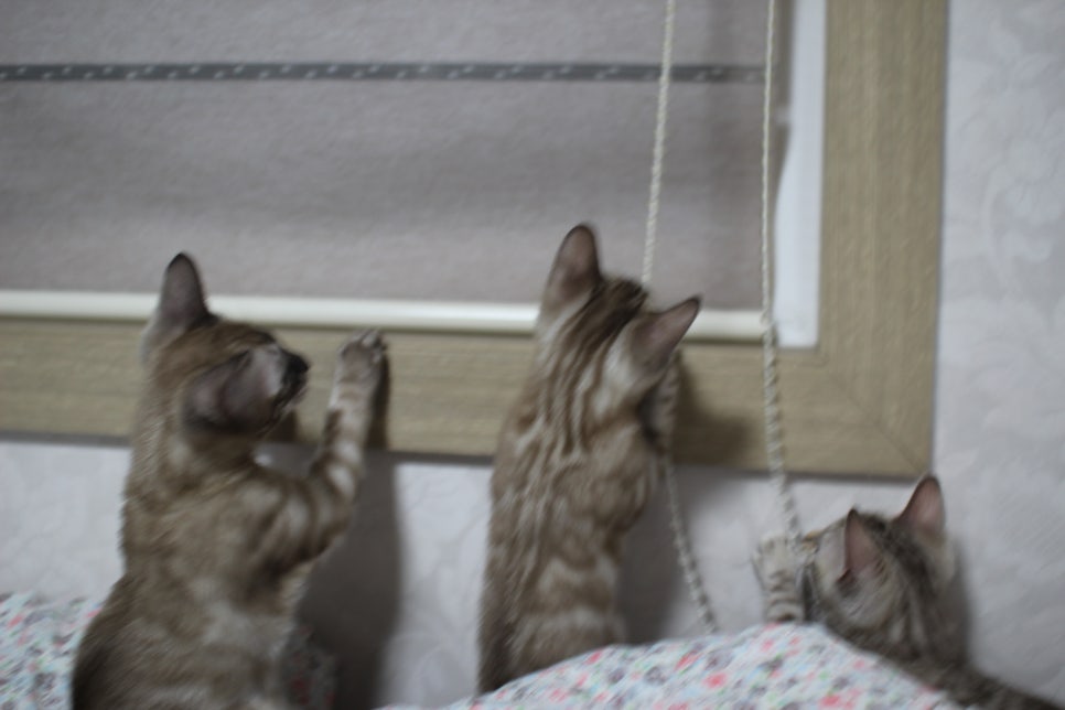 스노우뱅갈고양이 삼총사~ 관련 이미지 20