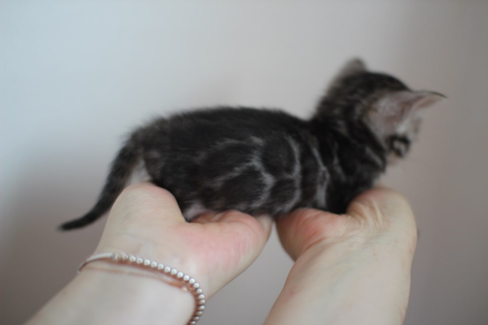 빅로젯 실버뱅갈고양이 여아예요~ 관련 이미지 6