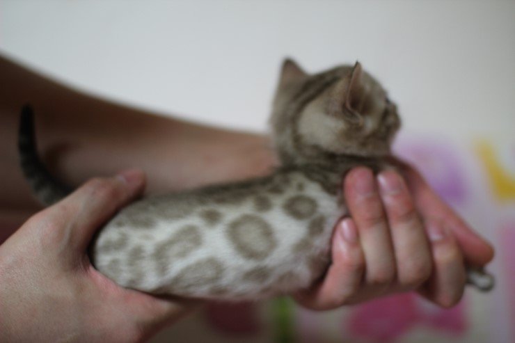 뱅갈고양이 분양 진정한 개냥이란? 관련 이미지 31