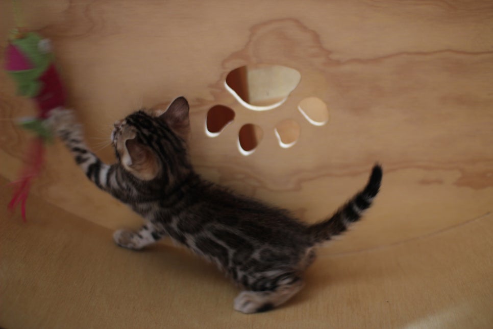 뱅갈고양이 여아들 캣휠 연습중~ 관련 이미지 21