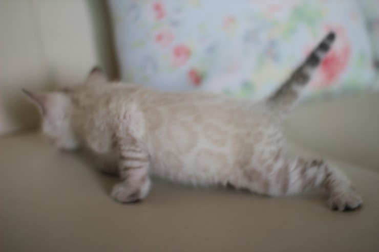 스노우 뱅갈고양이 흰둥이 예약 분양 합니다~ 관련 이미지 13