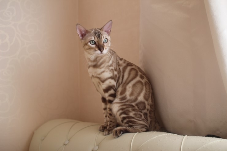 실밍크 뱅갈고양이 영웅이예요~^^ 관련 이미지 2