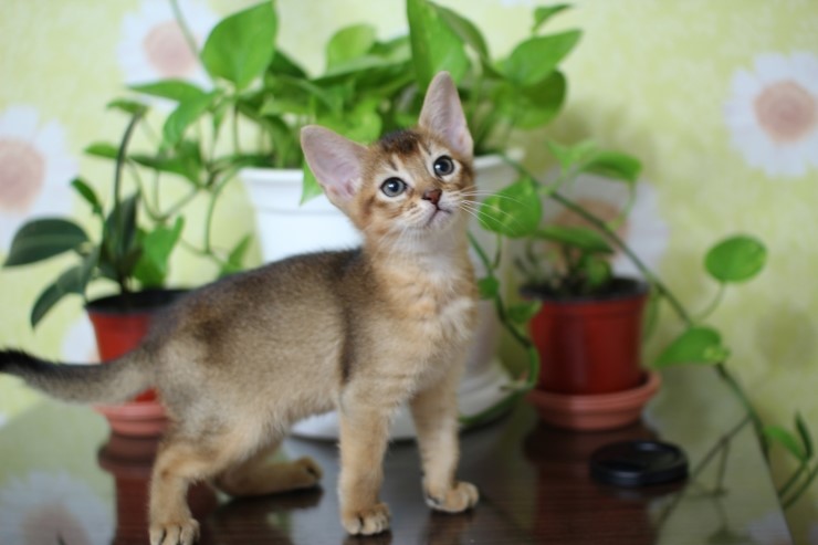 아비 꼬맹이들~ 관련 이미지 7