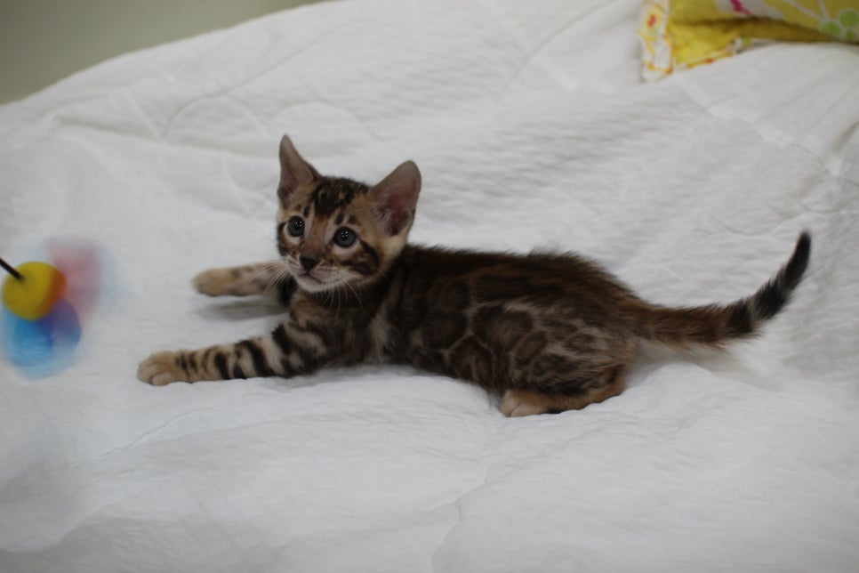 붉은빛 모색이 멋진 뱅갈고양이 남아4 분양해요~ 관련 이미지 5