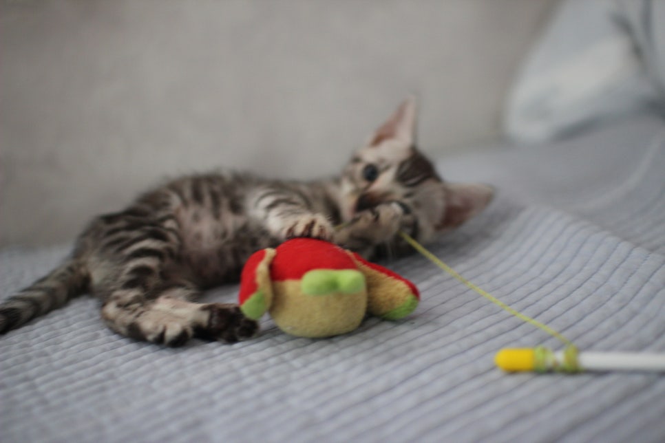 실버뱅갈고양이 여아 완전 깜찍,이쁜이로 크고 있어요~ 관련 이미지 6