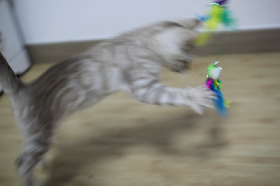 실밍크 뱅갈고양이 키퍼 여아 재롱 관련 이미지 4