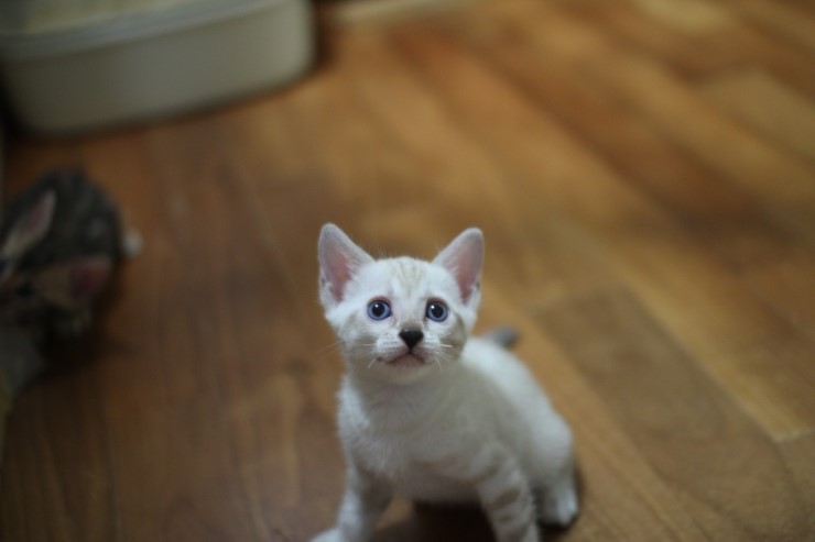 하얀 눈꽃송이 스노우뱅갈고양이 꼬맹이 여아예요 관련 이미지 7