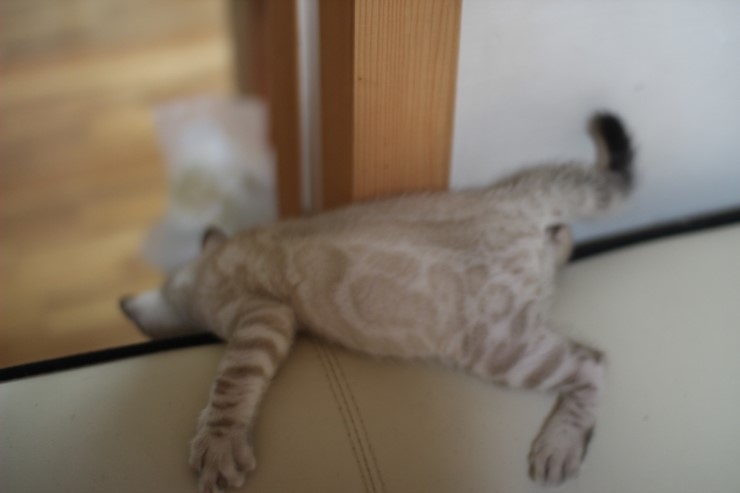 스노우 뱅갈고양이 밍돌이~ 관련 이미지 3